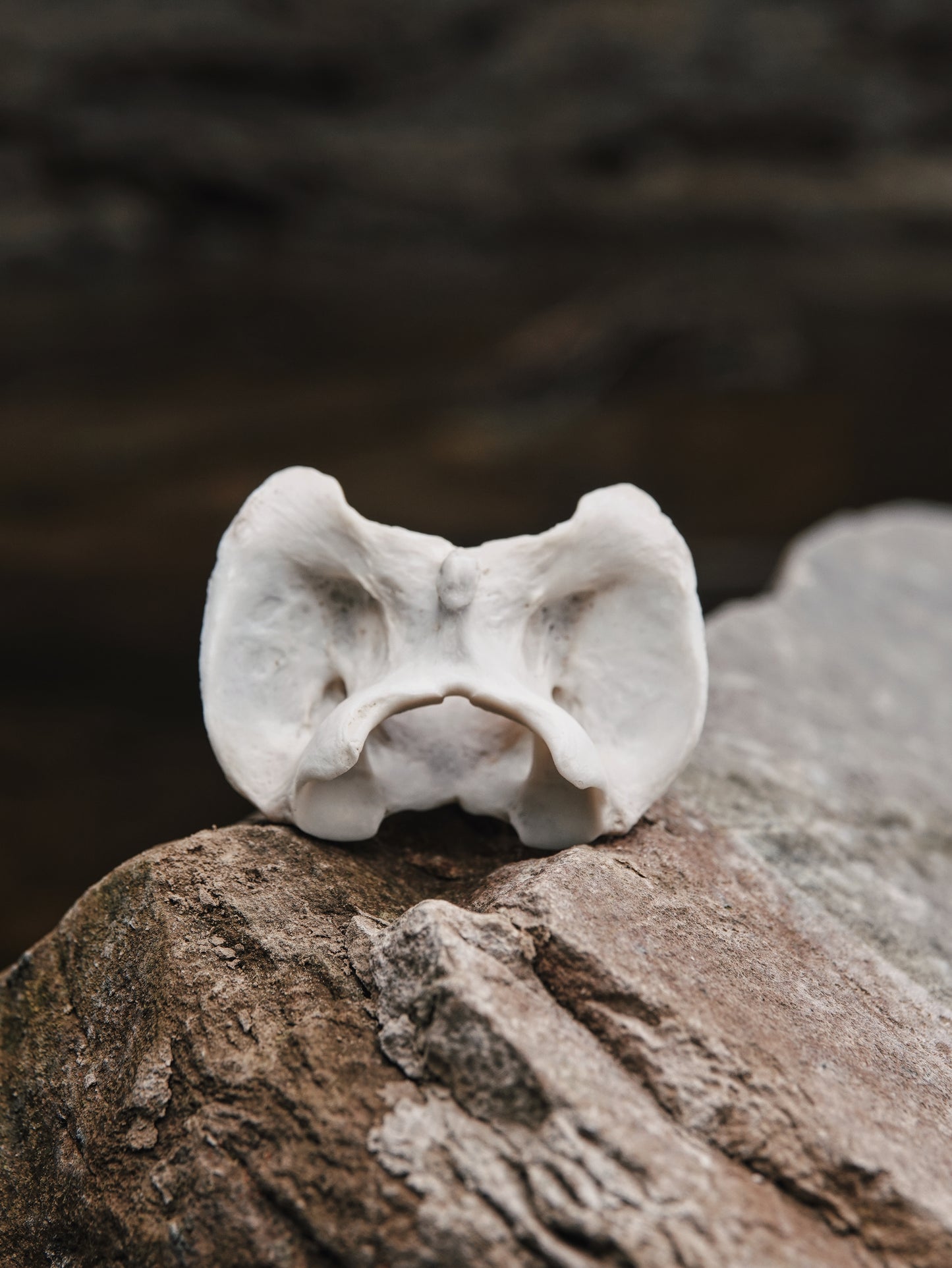 Chinese Water Deer Atlas Bones