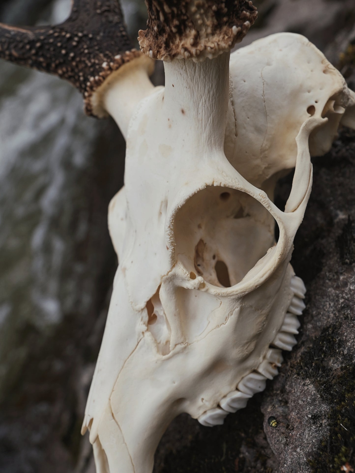 Sika Stag Skull with Abnormal Tine