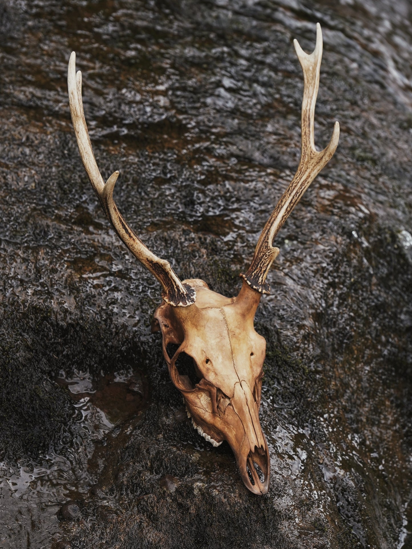 Alder Dyed Sika Stag Skull