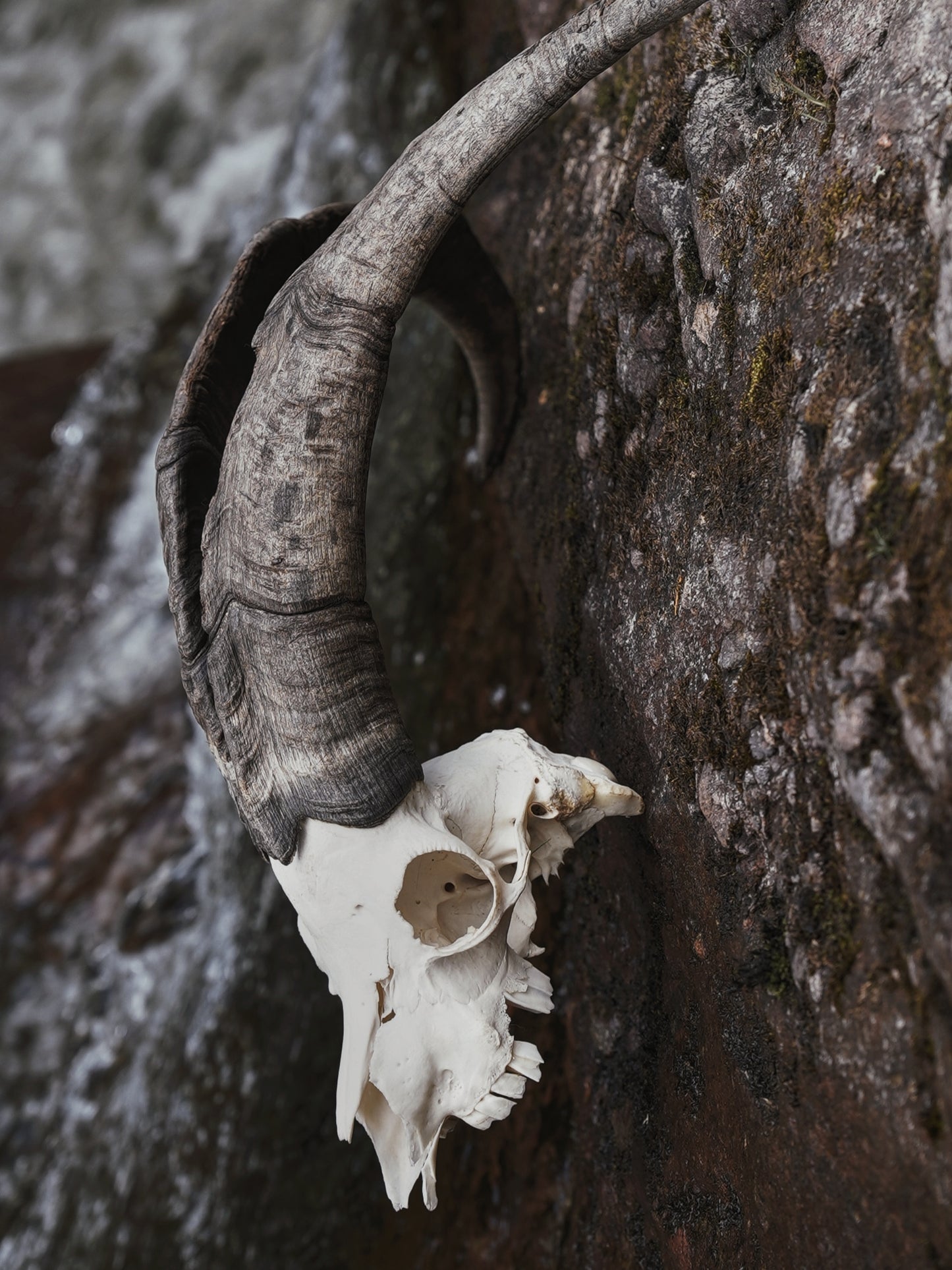 Feral Billy Goat Skull