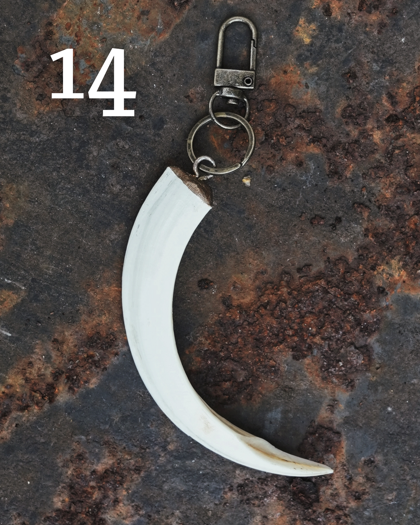 Wild Boar Tusk Keyrings