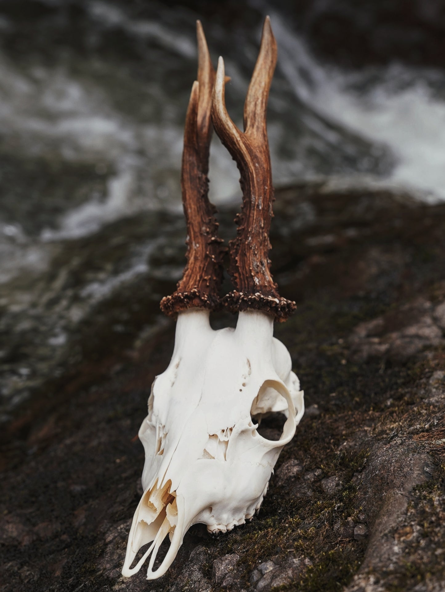 Roe Buck Skull