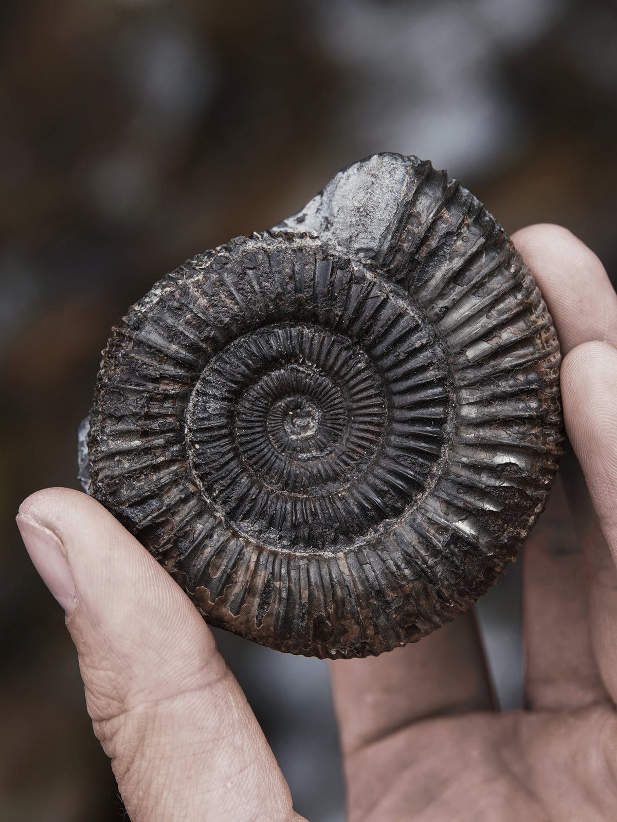Fossils, Minerals & Geodes