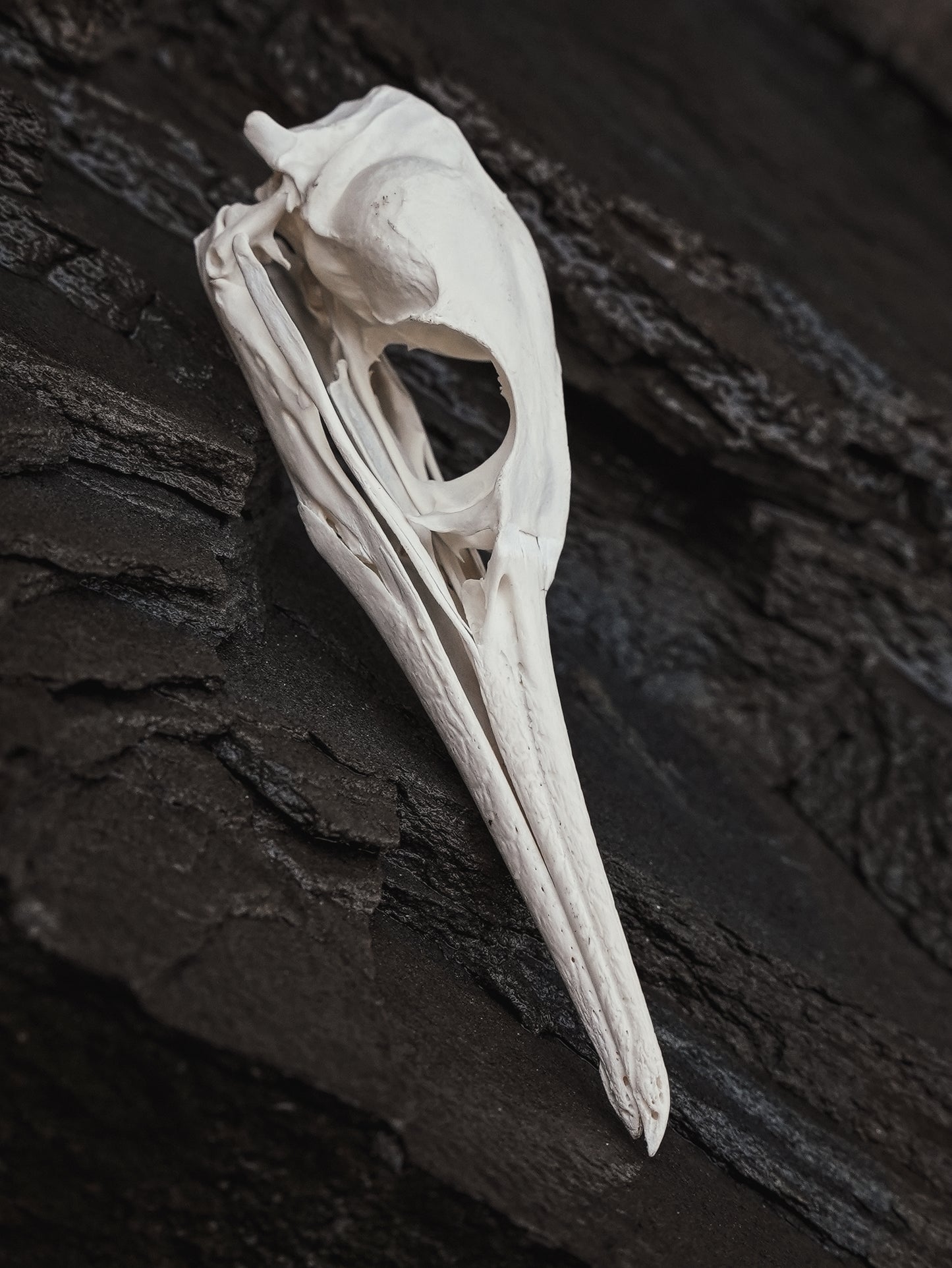European Shag Skull