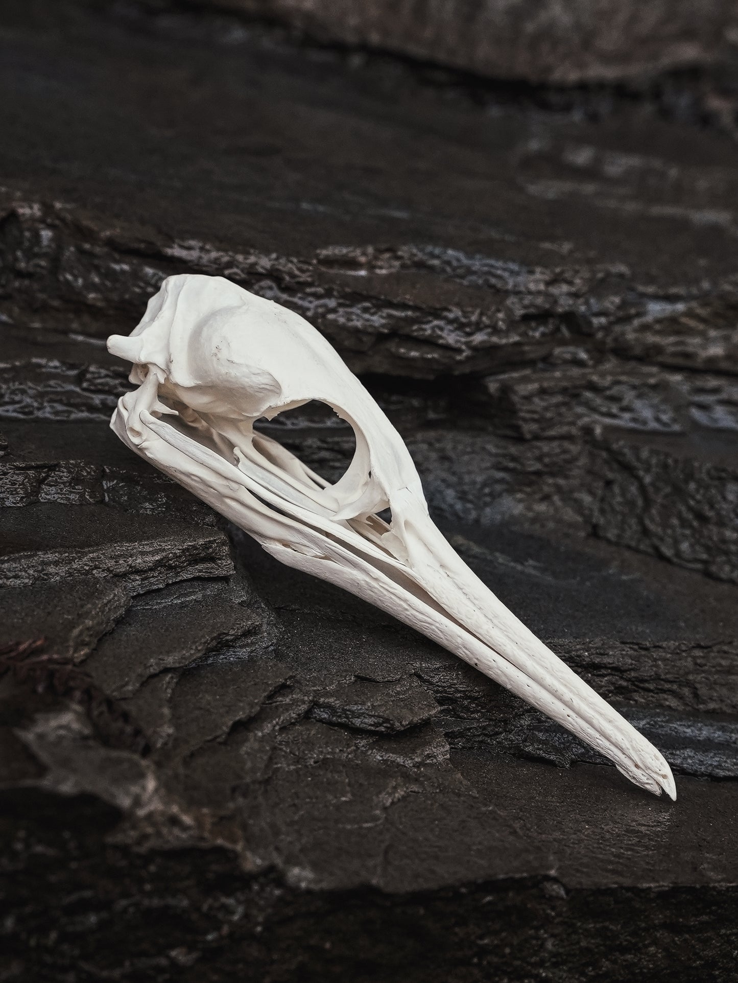 European Shag Skull