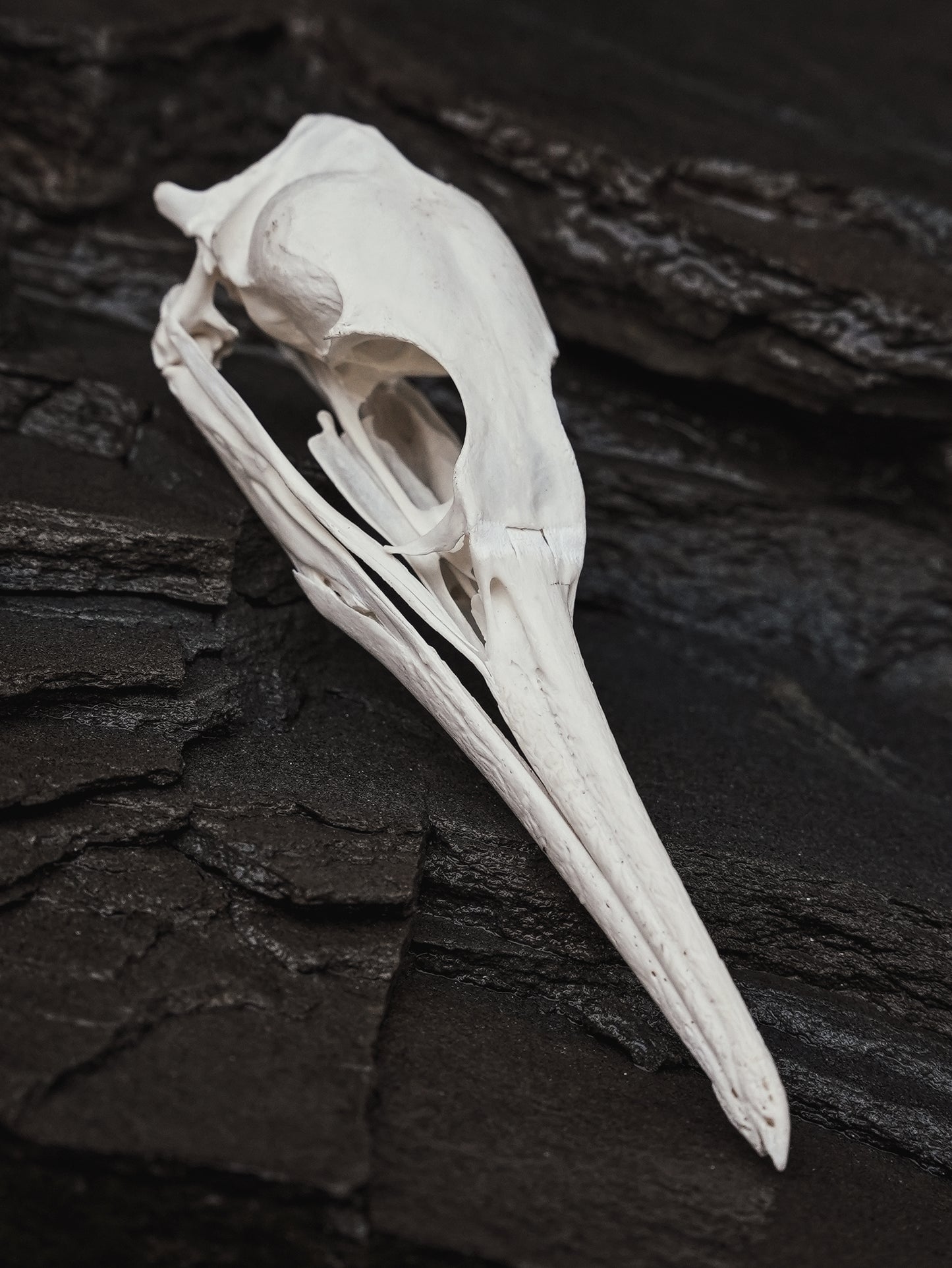 European Shag Skull