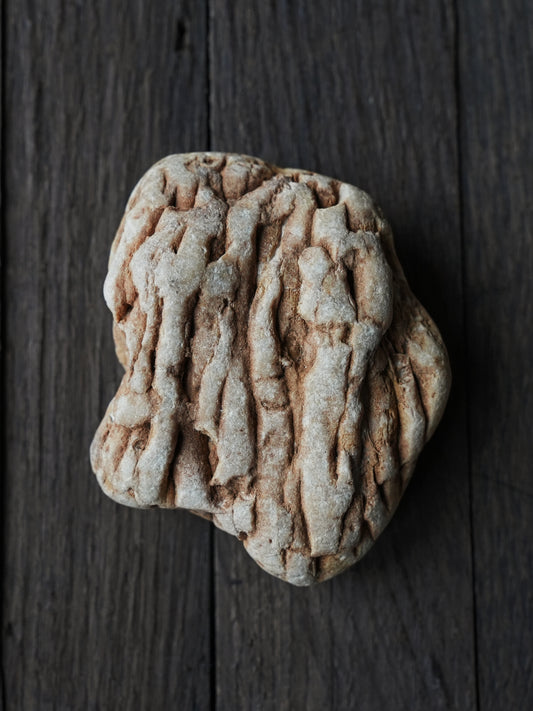 Lithostrotian Fossil