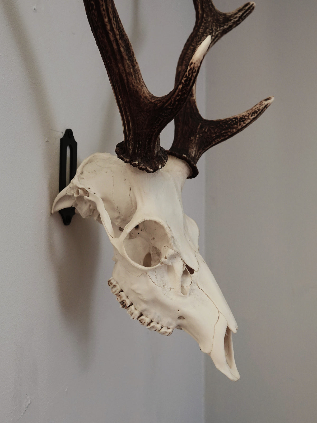 FULL SKULL WALL MOUNT