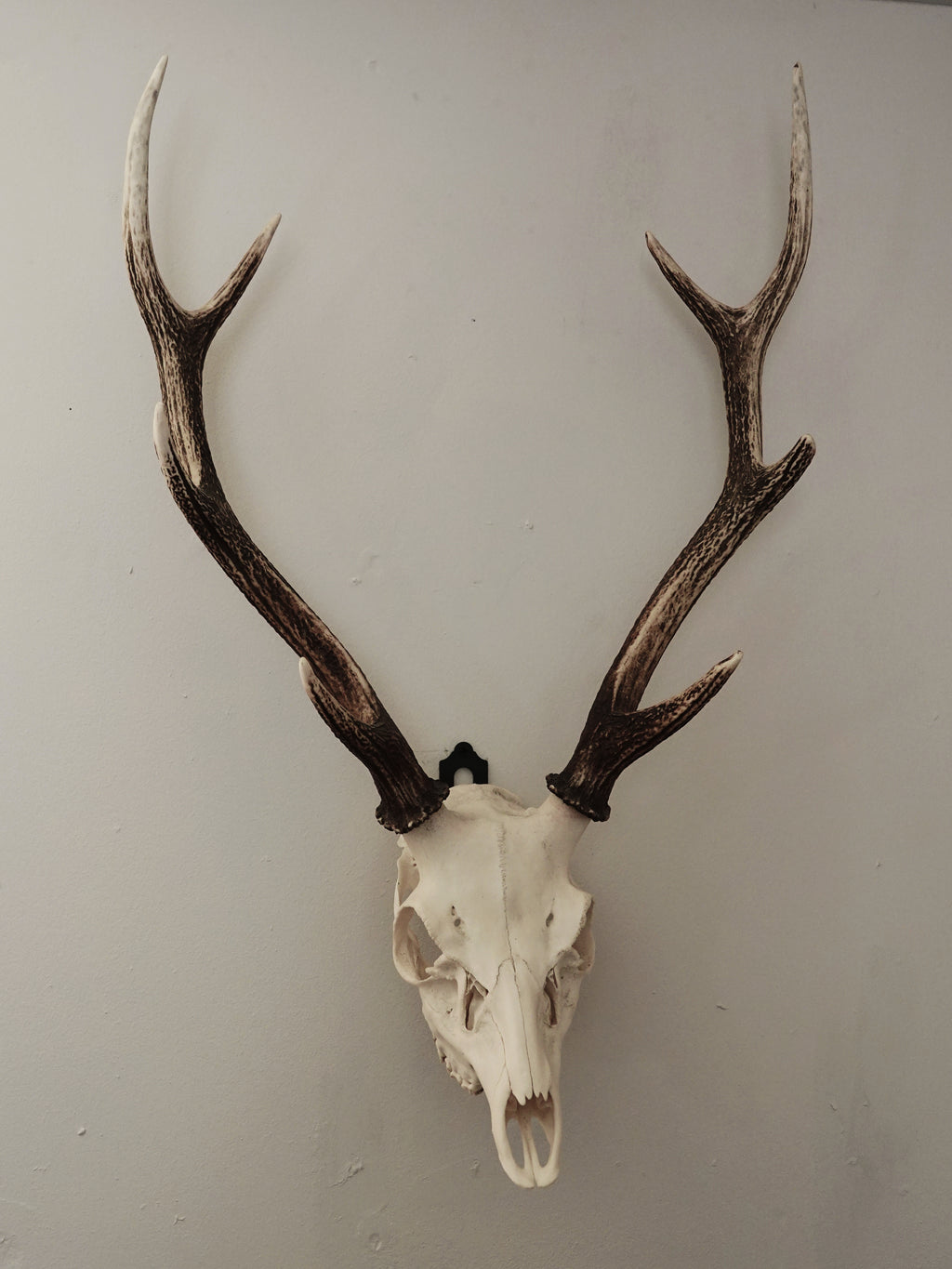 FULL SKULL WALL MOUNT
