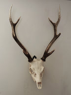 FULL SKULL WALL MOUNT