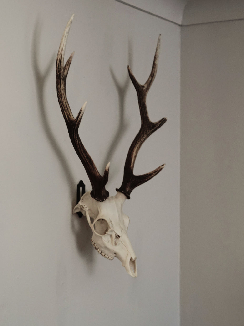 FULL SKULL WALL MOUNT