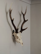 FULL SKULL WALL MOUNT