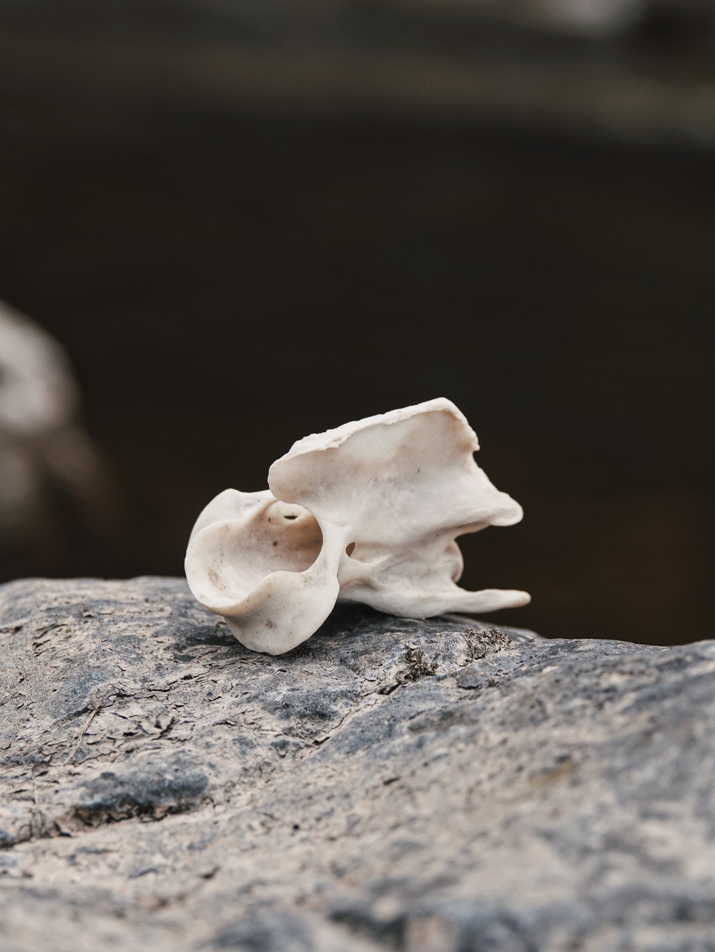 Chinese Water Deer Axis Vertebrae