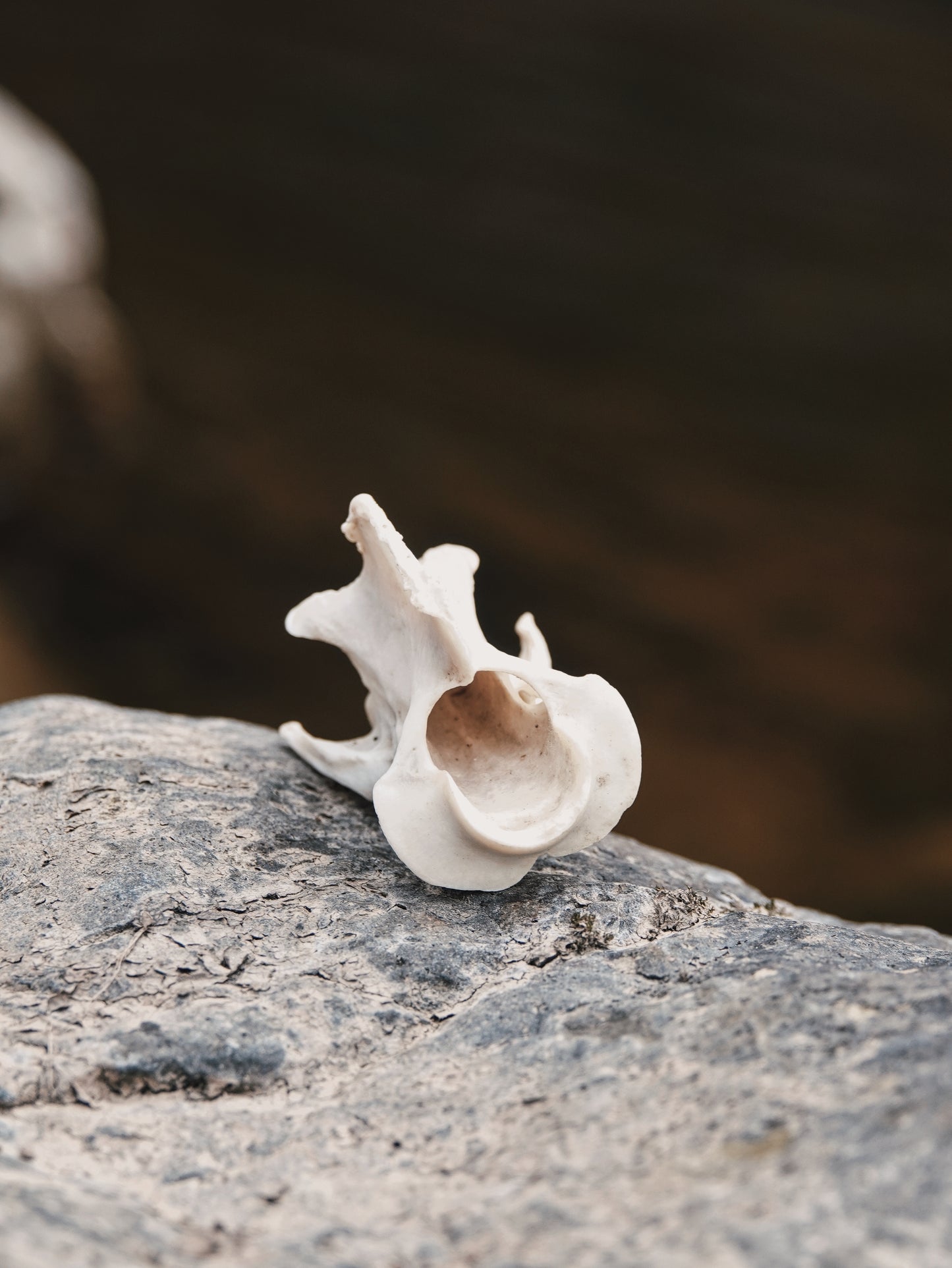 Chinese Water Deer Axis Vertebrae