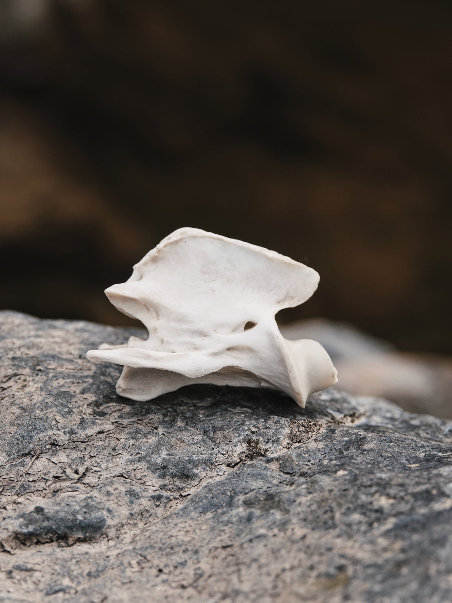 Chinese Water Deer Axis Vertebrae