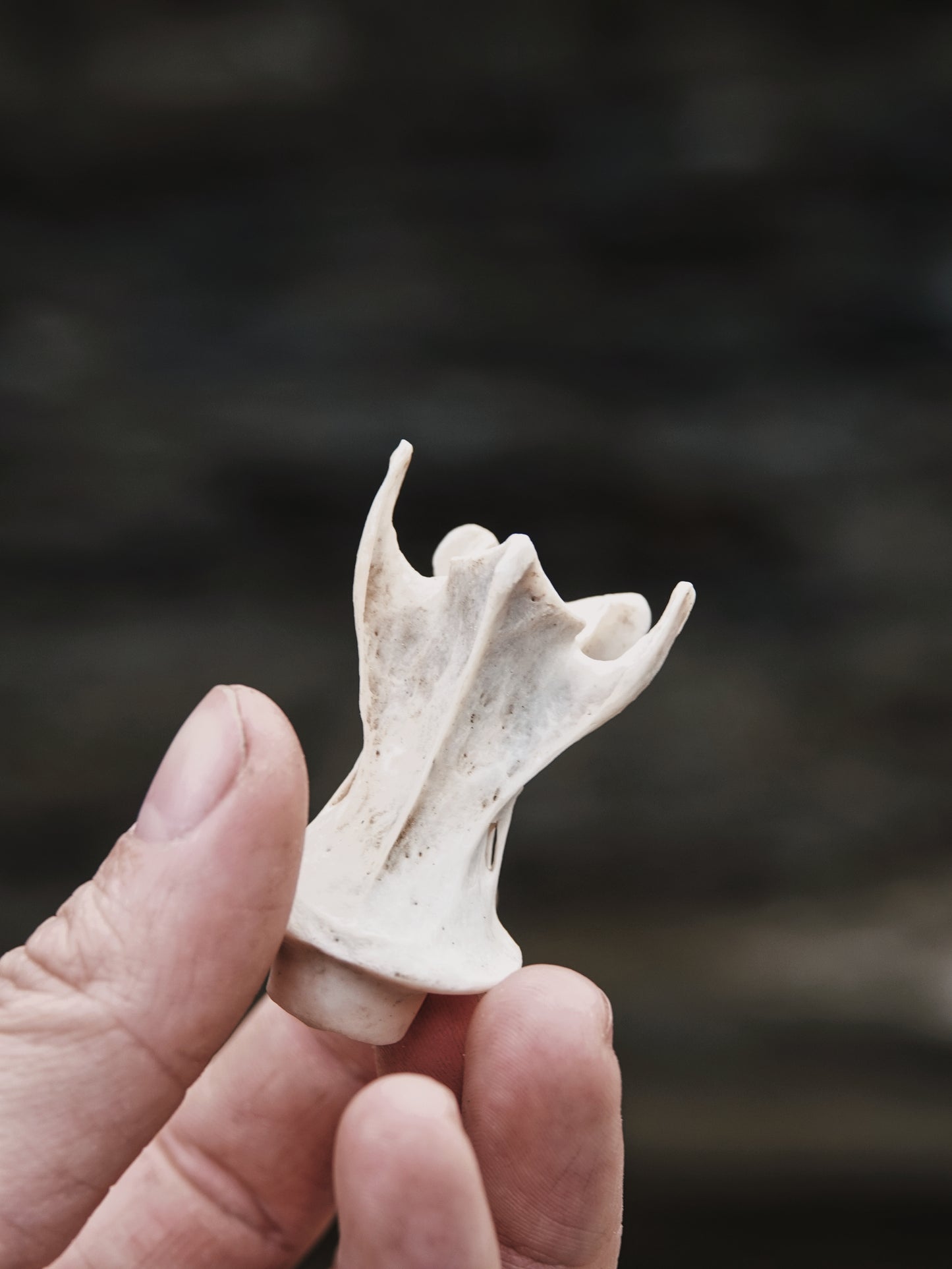 Chinese Water Deer Axis Vertebrae