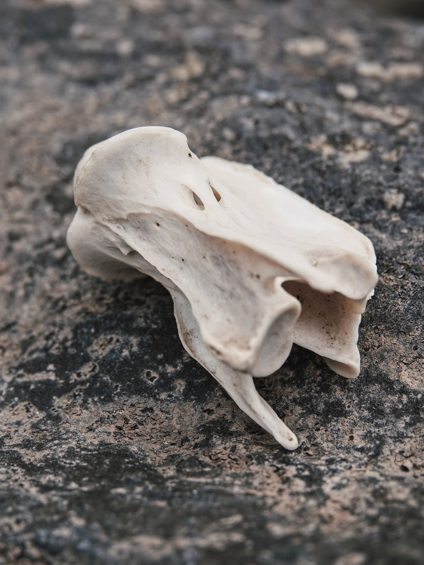 Chinese Water Deer Axis Vertebrae