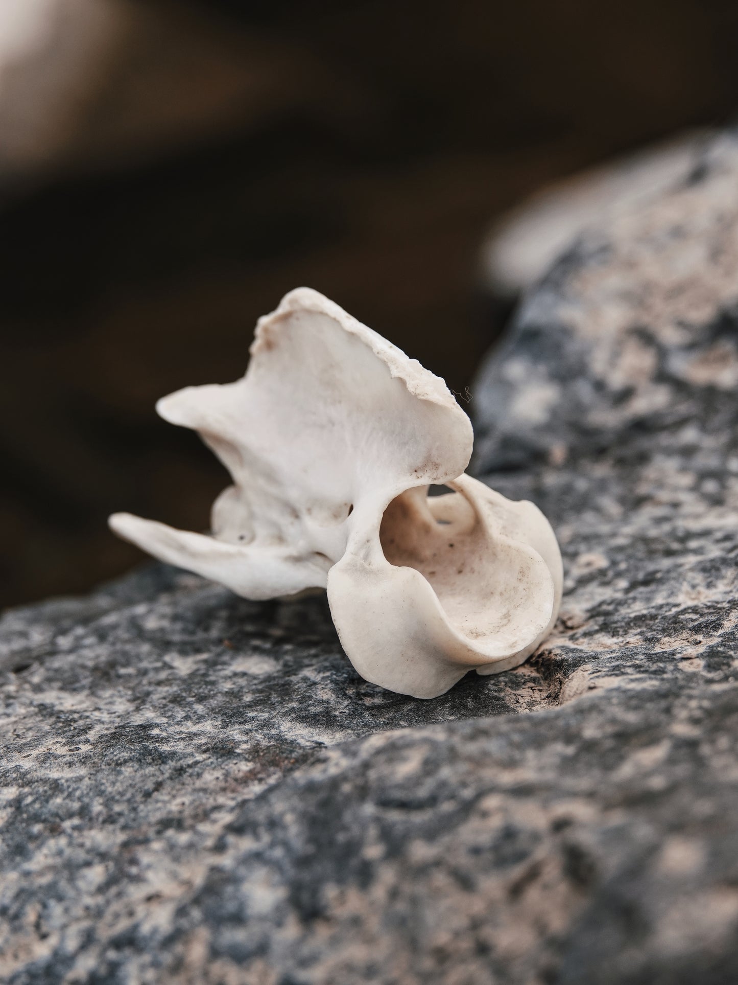 Chinese Water Deer Axis Vertebrae