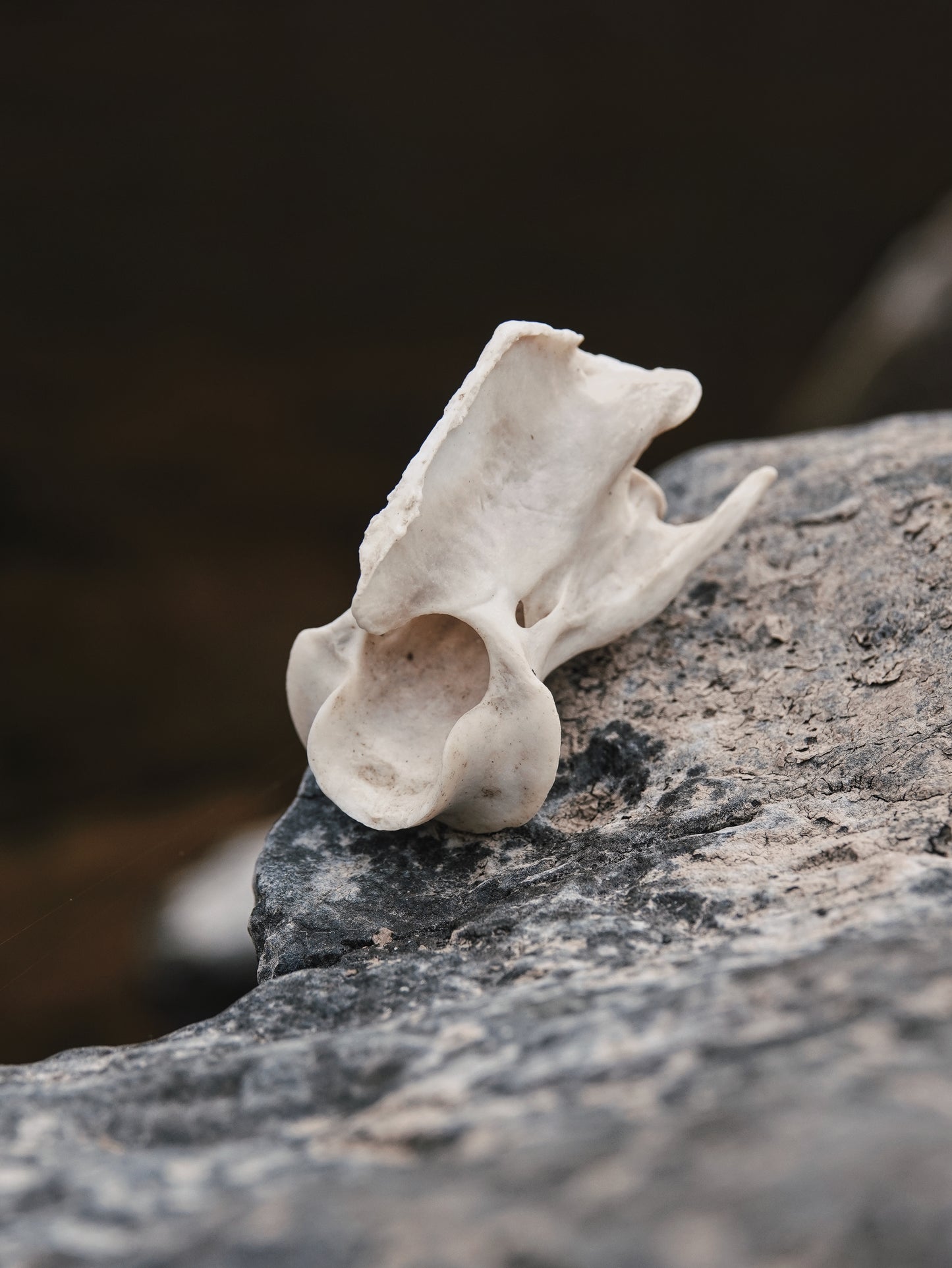 Chinese Water Deer Axis Vertebrae