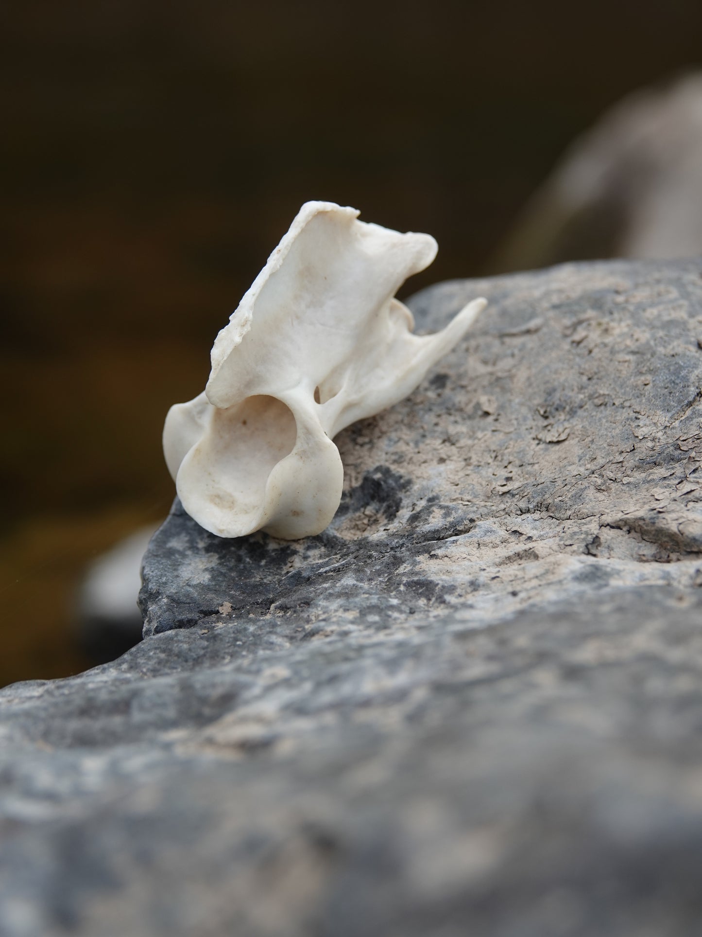 Chinese Water Deer Axis Vertebrae