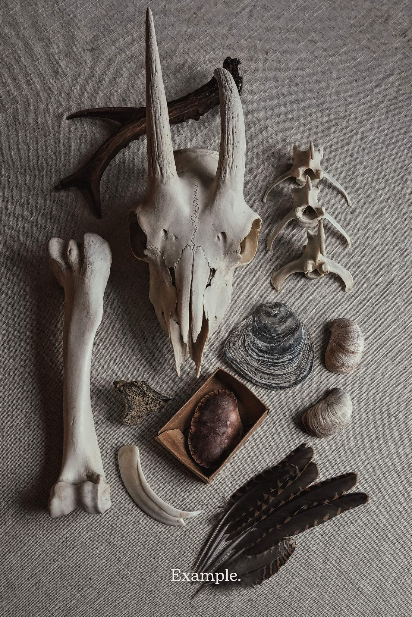 Natural History Mystery Boxes