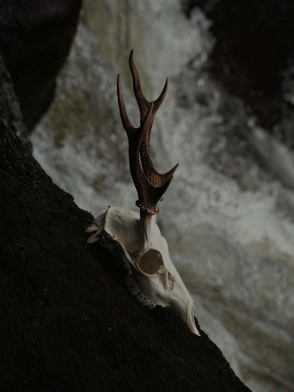 SMALL SIX POINT SIKA SKULL