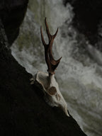 SMALL SIX POINT SIKA SKULL