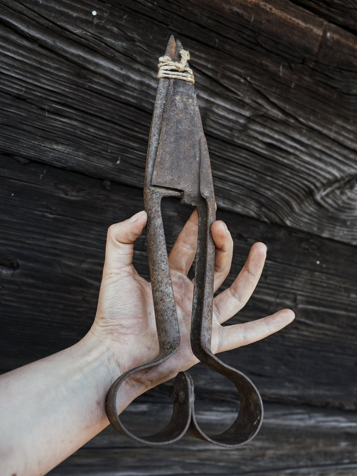 RUSTY OLD DAGGING SHEARS