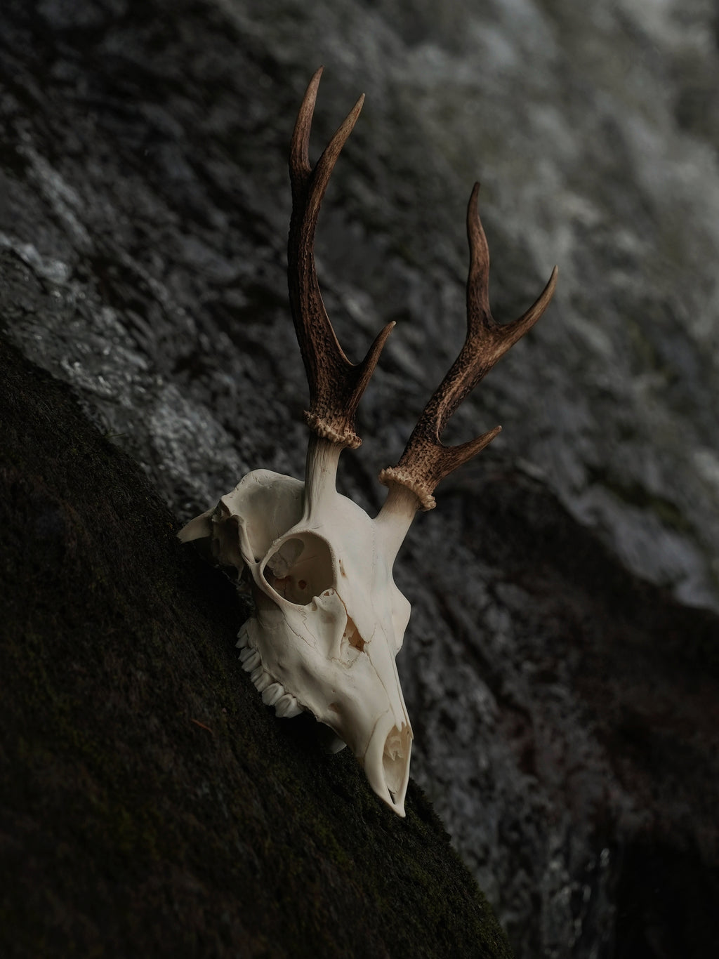 SMALL SIX POINT SIKA SKULL