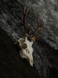 SMALL SIX POINT SIKA SKULL