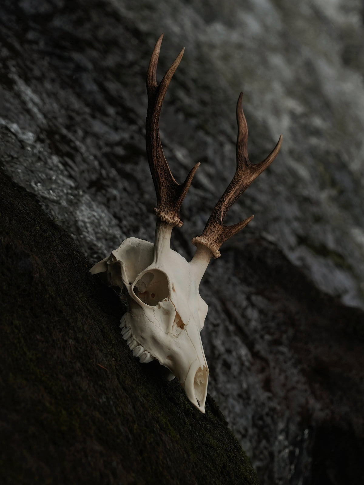 SMALL SIX POINT SIKA SKULL