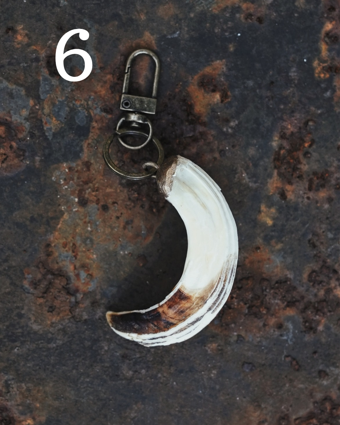 Wild Boar Tusk Keyrings