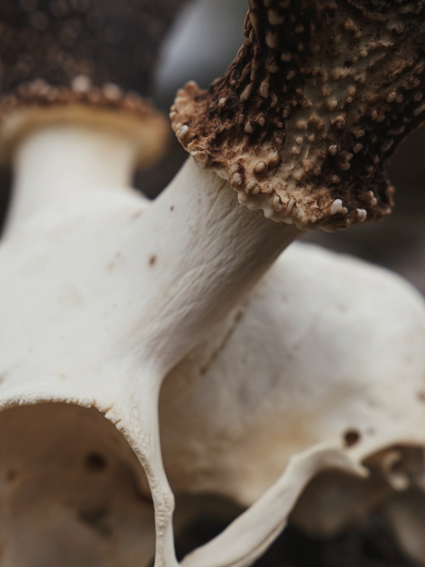 Sika Stag Skull with Abnormal Tine