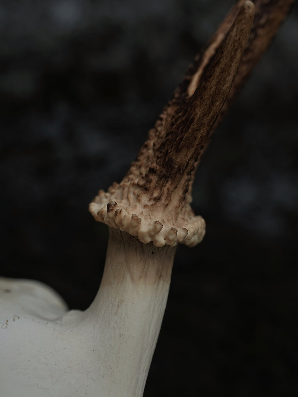 SMALL SIX POINT SIKA SKULL