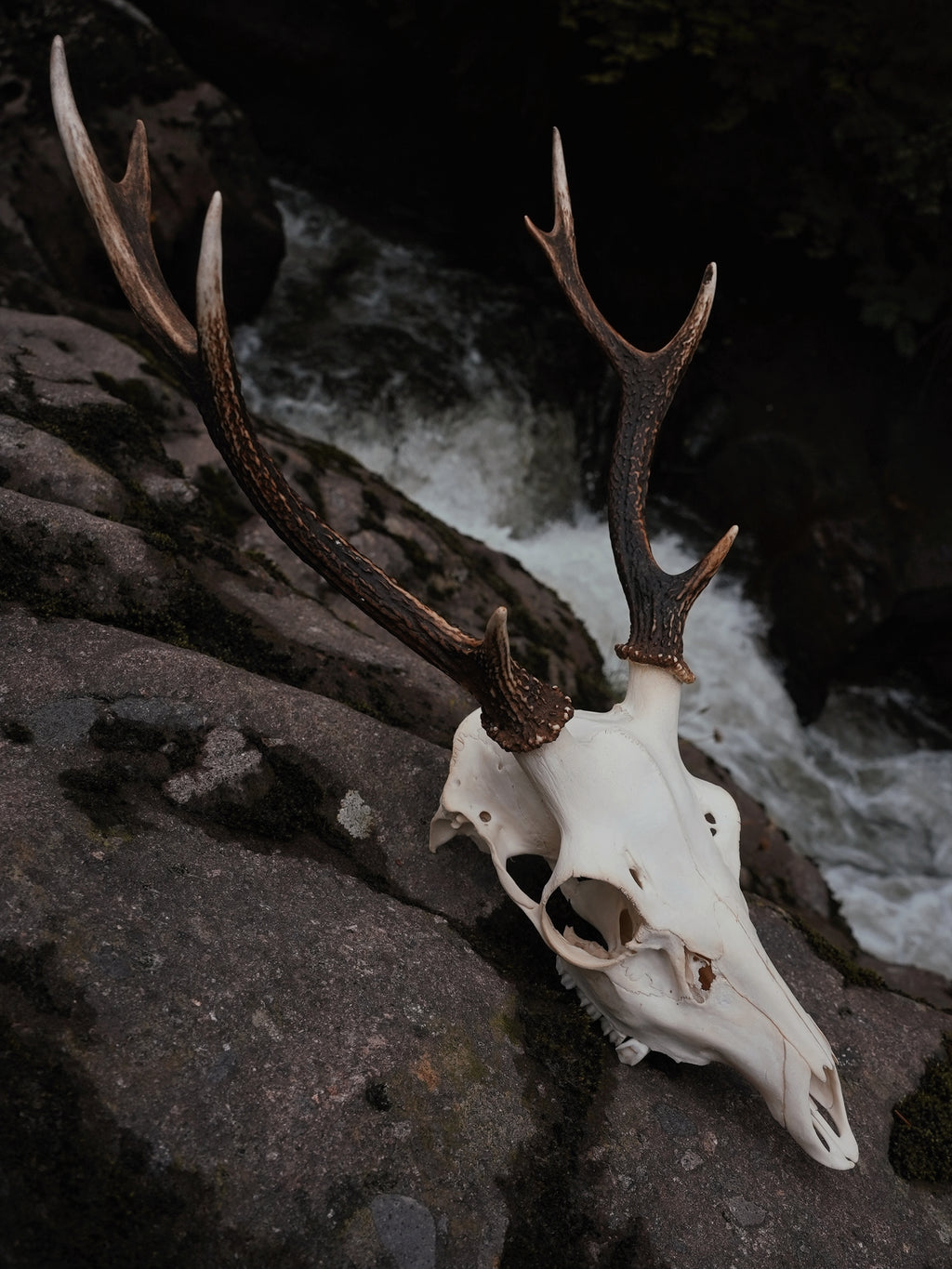 EIGHT POINT SIKA STAG