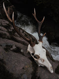 EIGHT POINT SIKA STAG