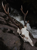 EIGHT POINT SIKA STAG