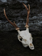 SMALL SIX POINT SIKA SKULL