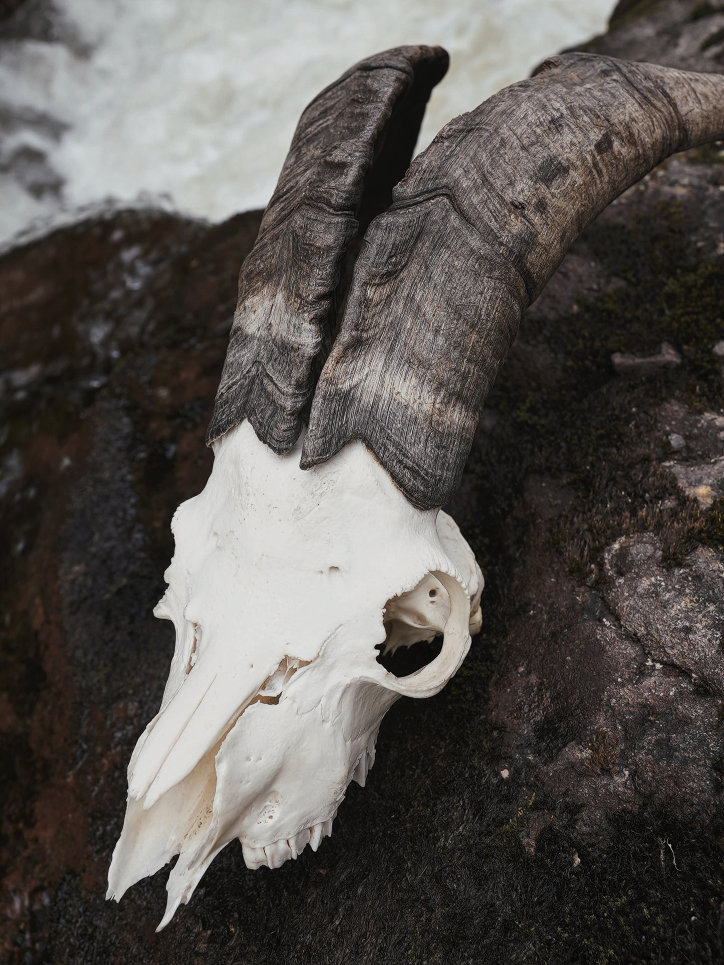 Feral Billy Goat Skull