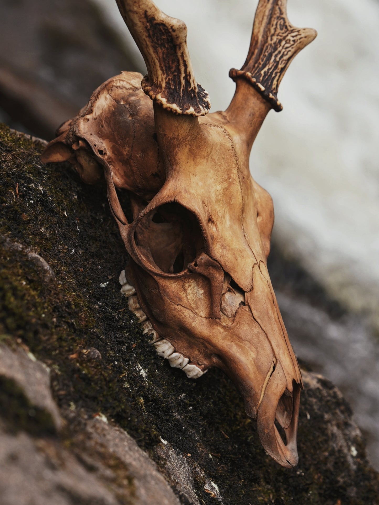 Alder Dyed Sika Stag Skull