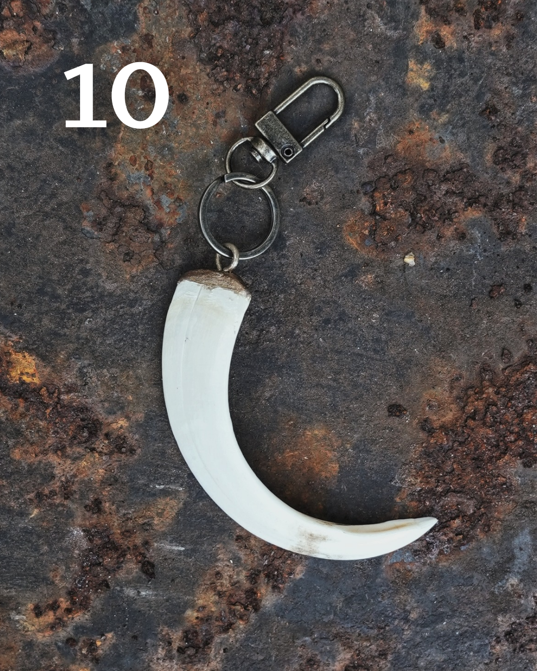 Wild Boar Tusk Keyrings