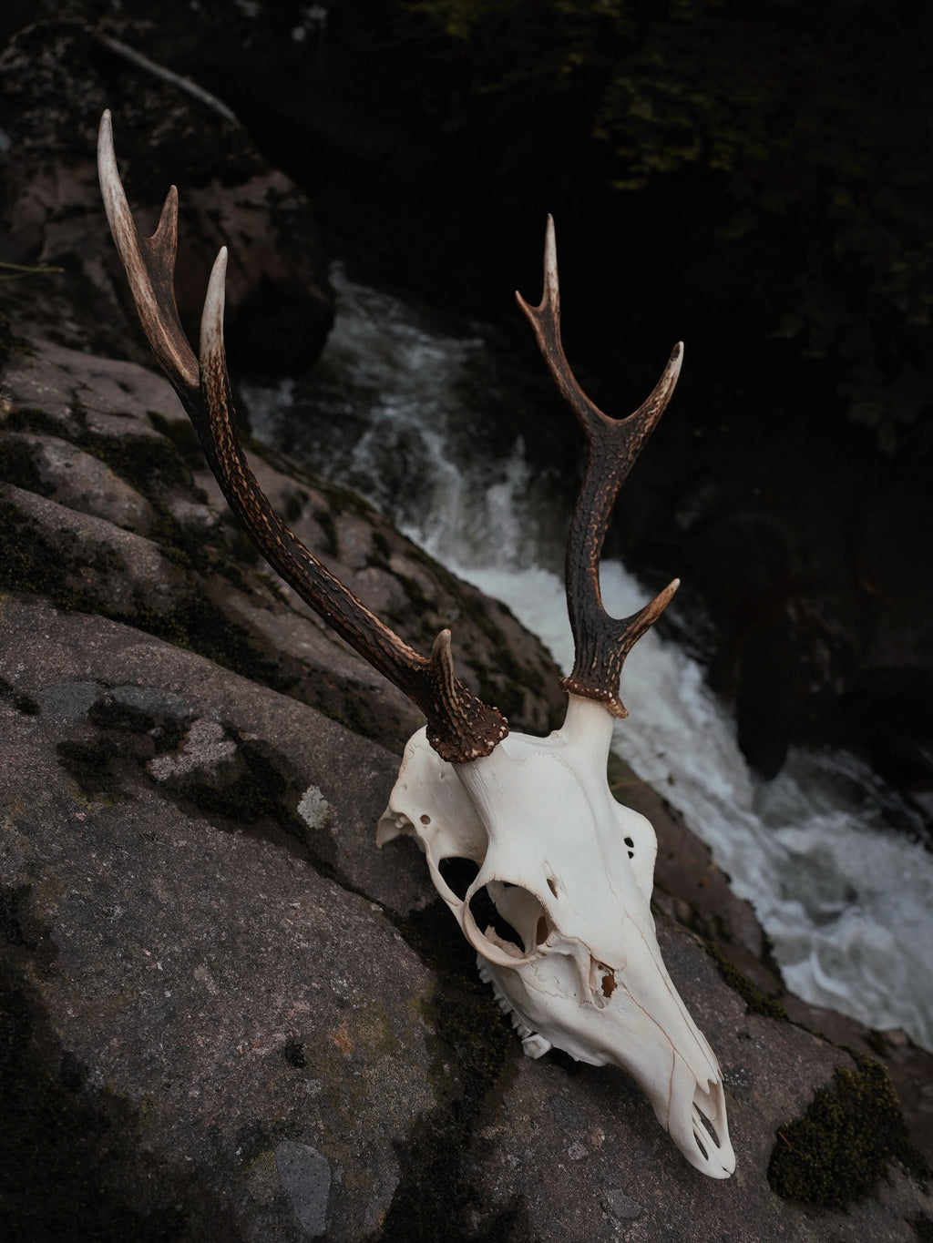 EIGHT POINT SIKA STAG