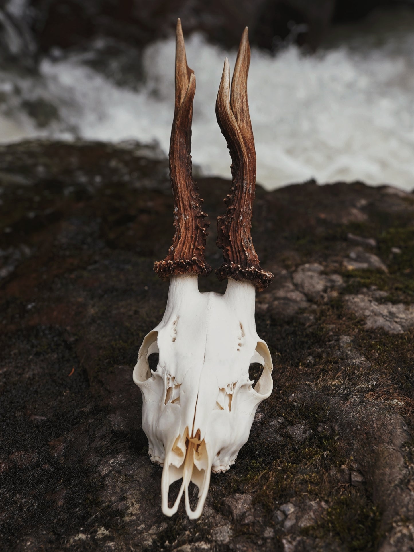 Roe Buck Skull