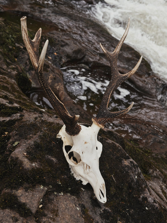 Sika Stag Skull with Abnormal Tine