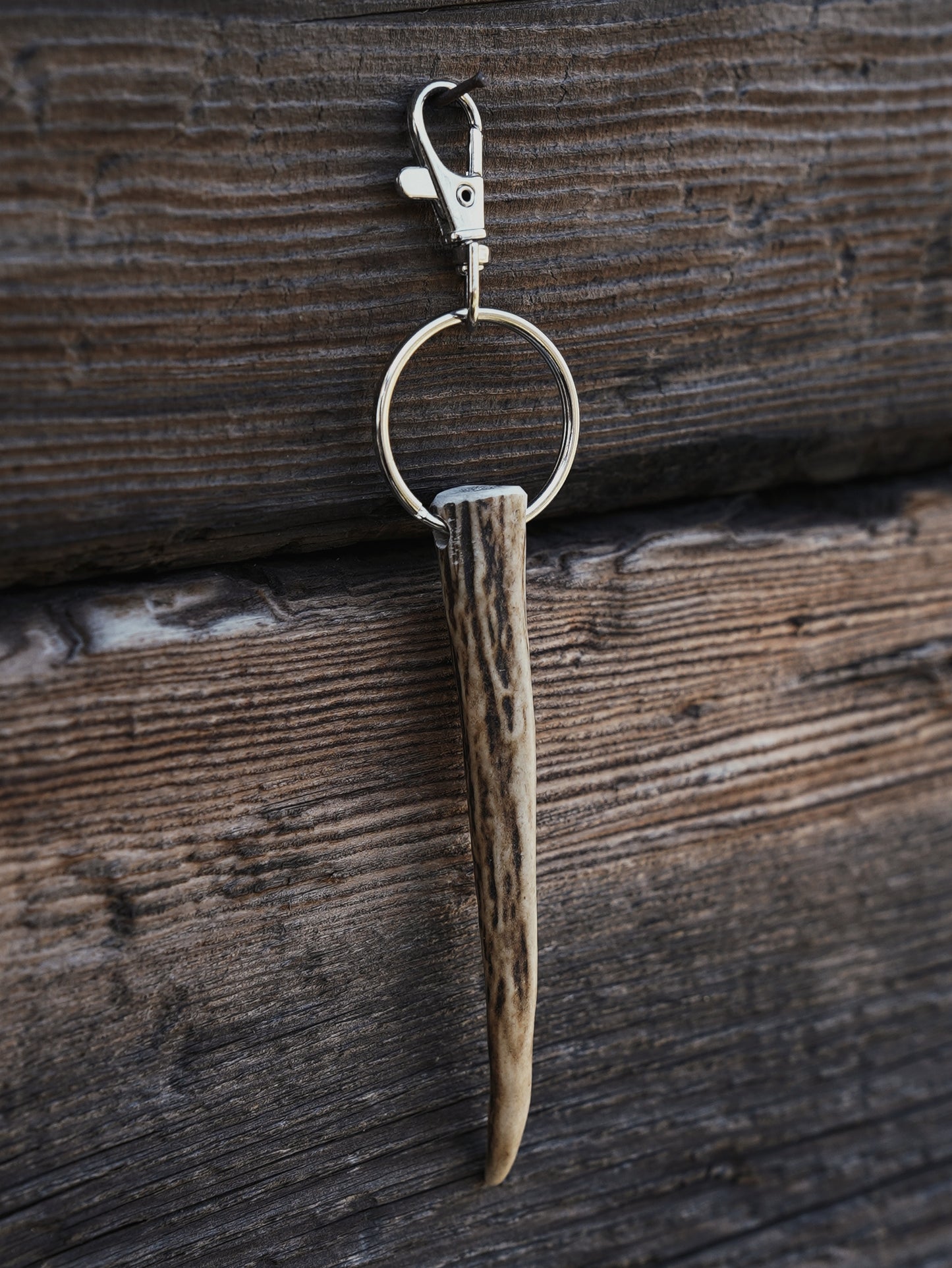 Smaller Sika Spiker Antler
