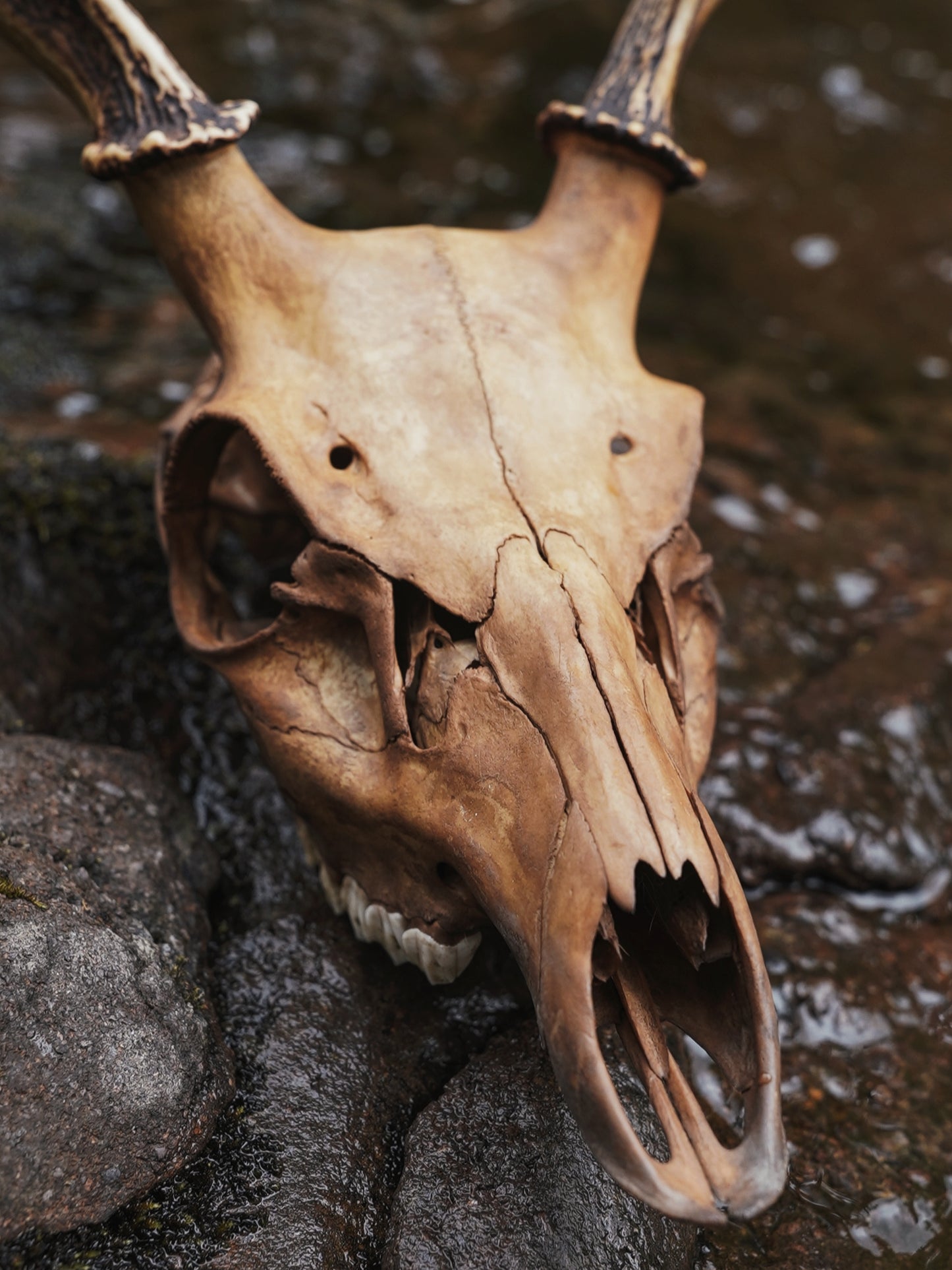 Alder Dyed Sika Stag Skull