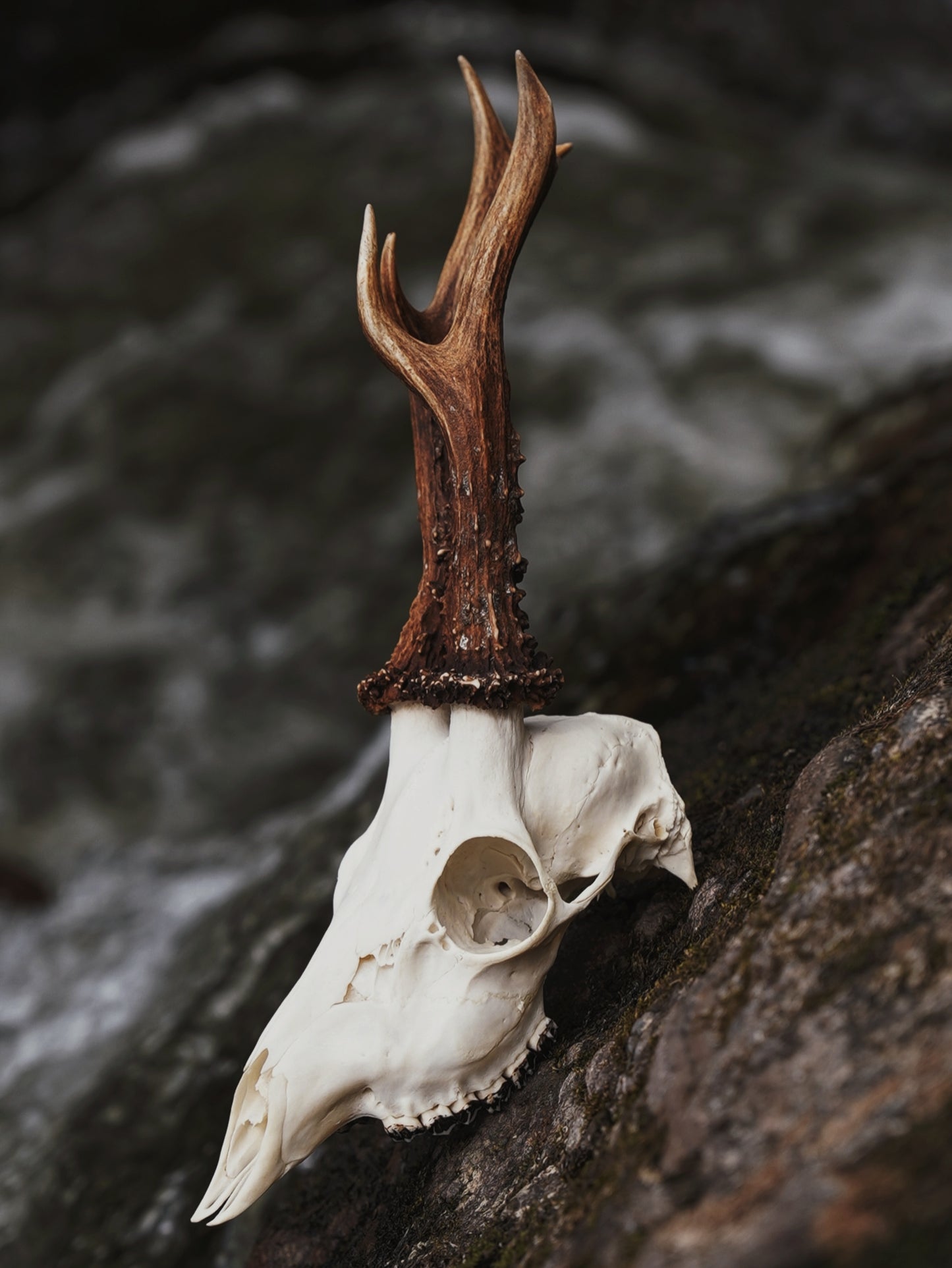 Roe Buck Skull