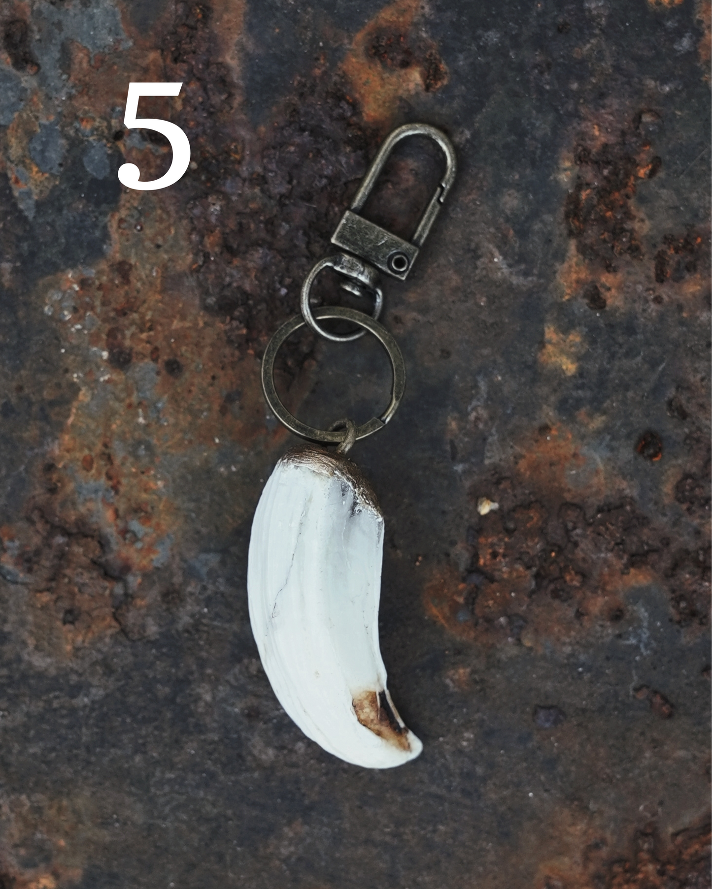 Wild Boar Tusk Keyrings