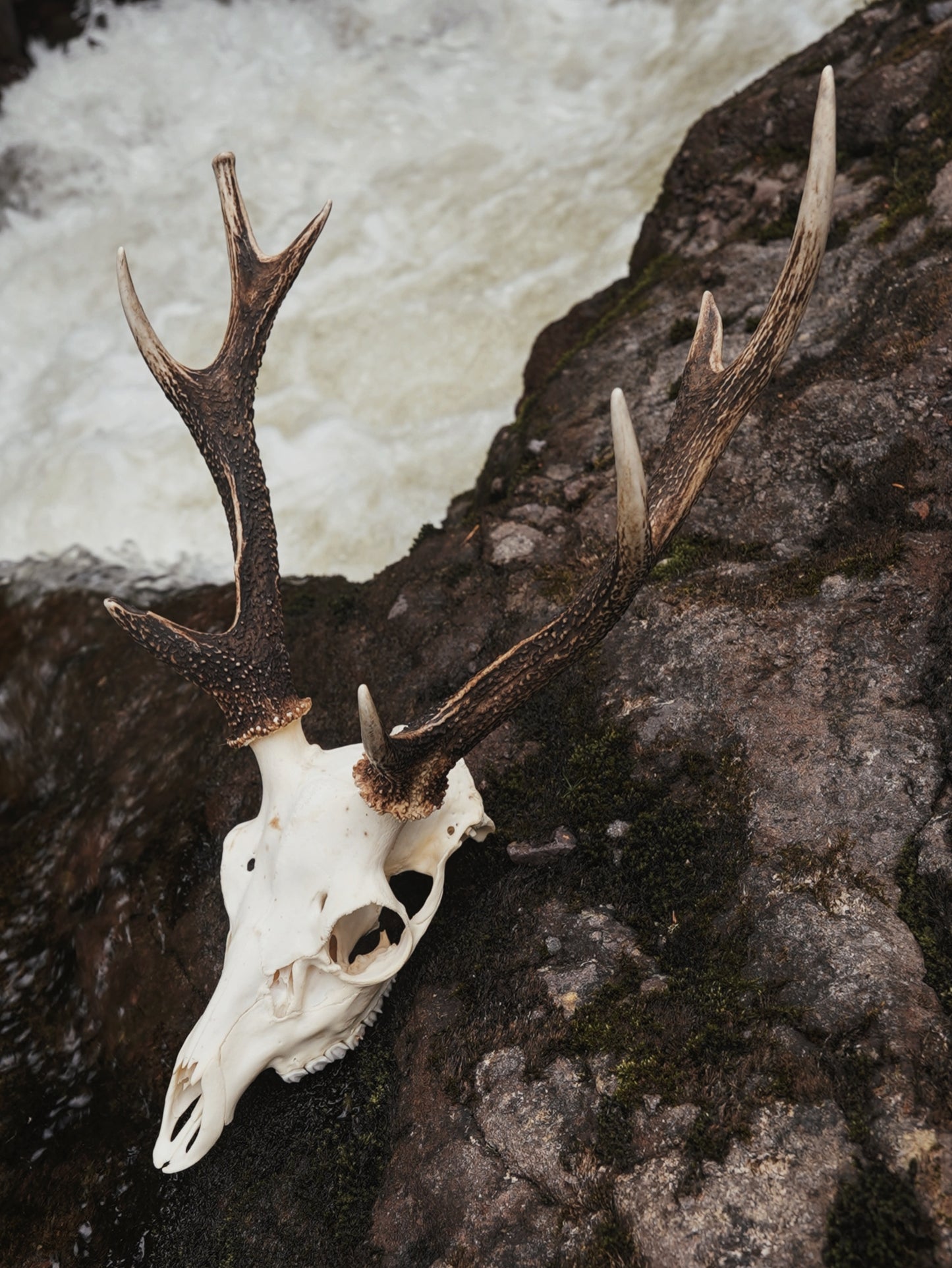 Sika Stag Skull with Abnormal Tine
