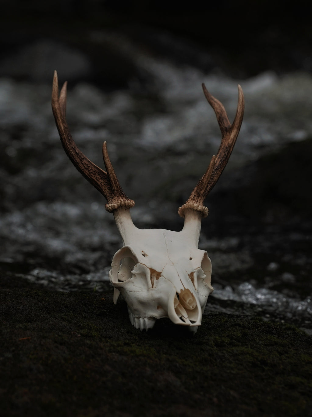 SMALL SIX POINT SIKA SKULL
